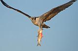 Osprey With Catch_34048